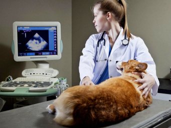 Ветеринарная рентгенология и рентгенбезопасность