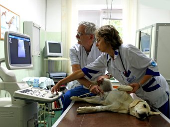 Общепатологические аспекты ветеринарной онкологии