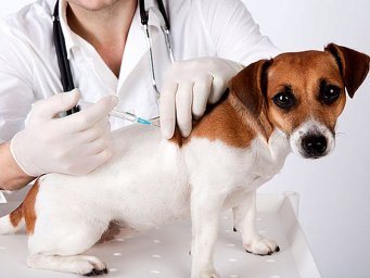 Лечение инфекционных болезней домашних животных повышение квалификации